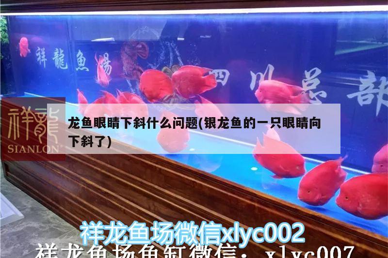 龍魚眼睛下斜什么問題(銀龍魚的一只眼睛向下斜了)