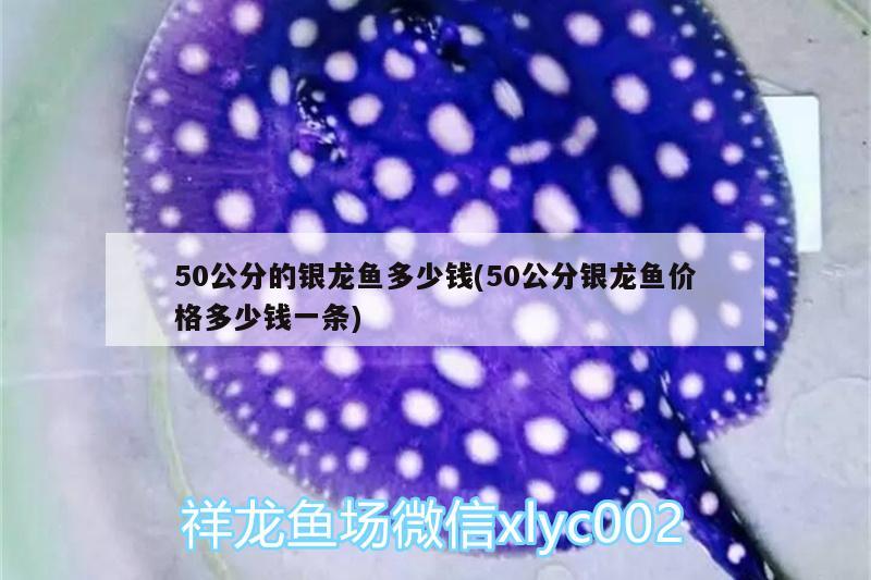 50公分的銀龍魚多少錢(50公分銀龍魚價(jià)格多少錢一條)