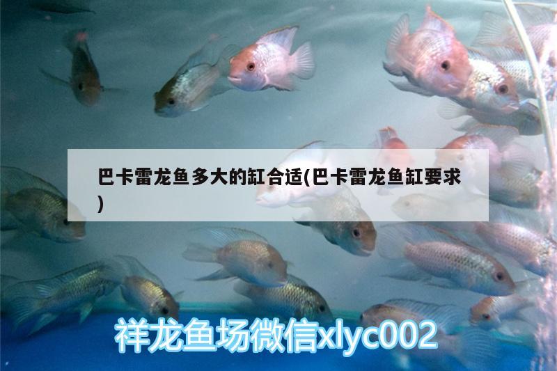 巴卡雷龍魚多大的缸合適(巴卡雷龍魚缸要求) 巴卡雷龍魚