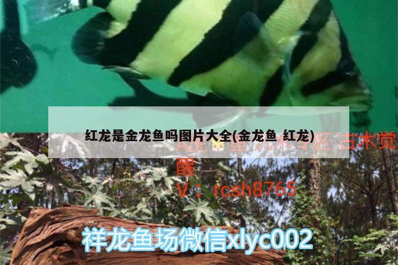 紅龍是金龍魚嗎圖片大全(金龍魚紅龍) 金老虎魚