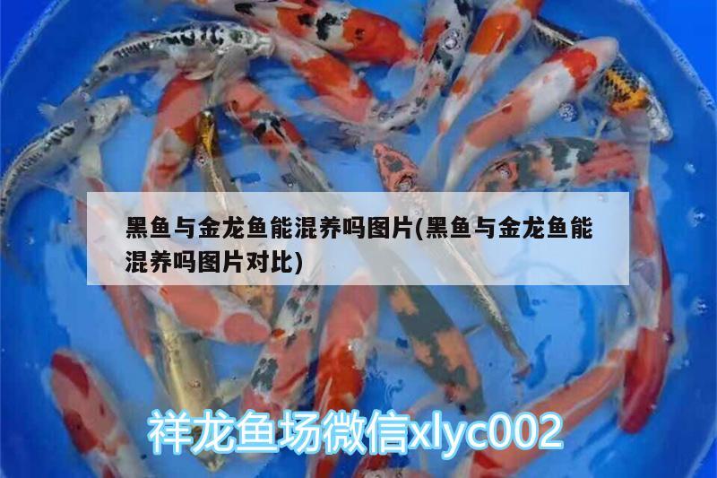 黑魚與金龍魚能混養(yǎng)嗎圖片(黑魚與金龍魚能混養(yǎng)嗎圖片對比) 綠皮辣椒小紅龍