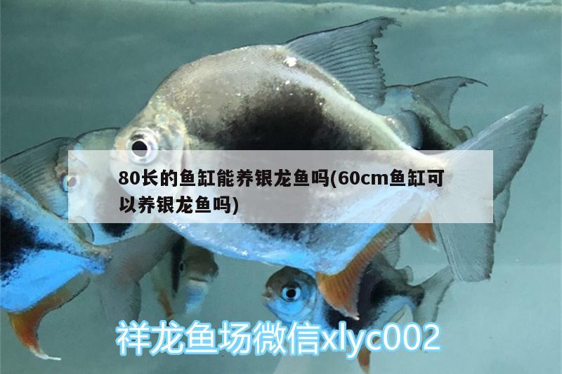 魚(yú)缸氧氣泵安裝視頻，元?dú)怍~(yú)缸怎么用