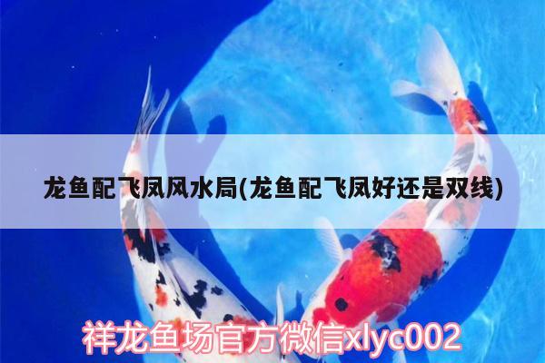 龍魚(yú)配飛鳳風(fēng)水局(龍魚(yú)配飛鳳好還是雙線)