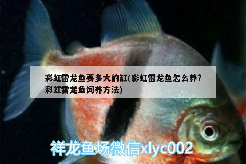 彩虹雷龍魚要多大的缸(彩虹雷龍魚怎么養(yǎng)?彩虹雷龍魚飼養(yǎng)方法) 皇冠黑白魟魚