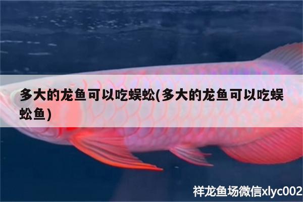 多大的龍魚可以吃蜈蚣(多大的龍魚可以吃蜈蚣魚)