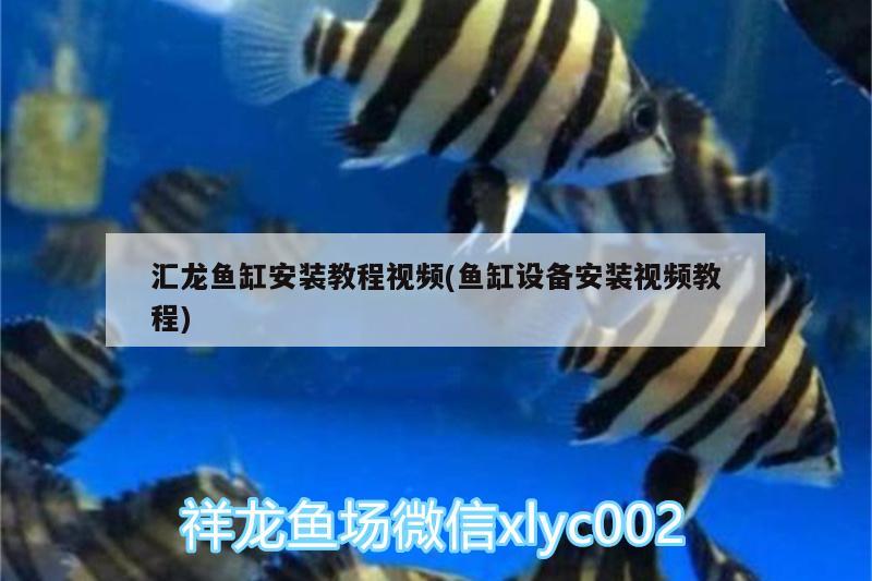 匯龍魚缸安裝教程視頻(魚缸設(shè)備安裝視頻教程) 球鯊魚