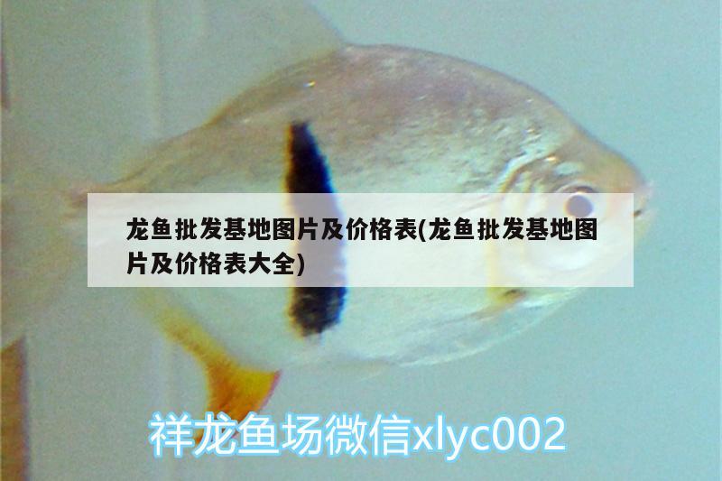 龍魚(yú)批發(fā)基地圖片及價(jià)格表(龍魚(yú)批發(fā)基地圖片及價(jià)格表大全) 龍魚(yú)批發(fā) 第2張