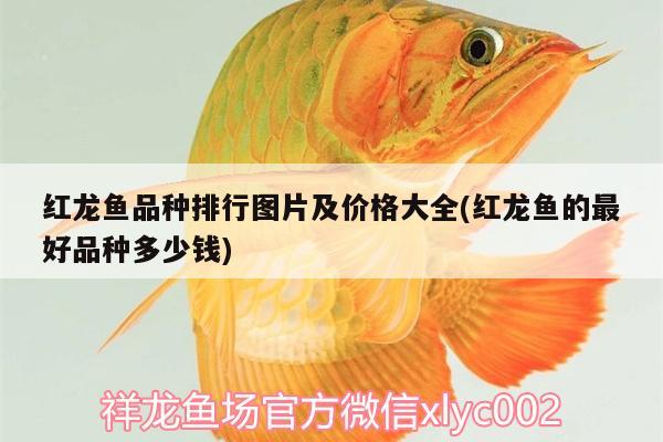 阿里水族館這貓可能有點危險