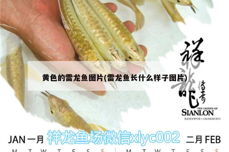 黃色的雷龍魚圖片(雷龍魚長(zhǎng)什么樣子圖片)