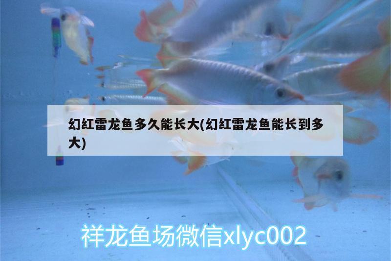 幻紅雷龍魚多久能長大(幻紅雷龍魚能長到多大) 水族維護服務(wù)（上門）