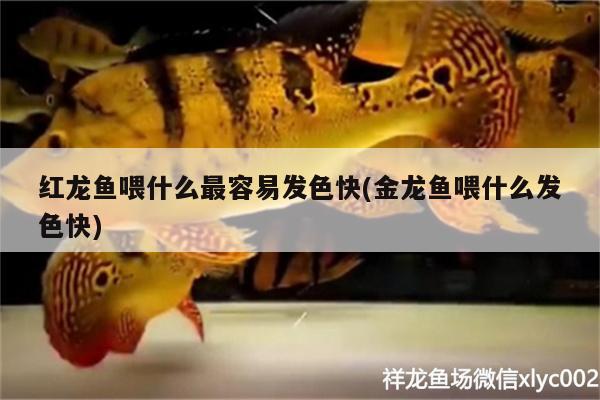 紅龍魚喂什么最容易發(fā)色快(金龍魚喂什么發(fā)色快) 藍底過背金龍魚 第2張