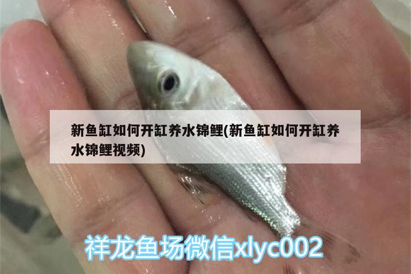 新魚缸如何開缸養(yǎng)水錦鯉(新魚缸如何開缸養(yǎng)水錦鯉視頻)