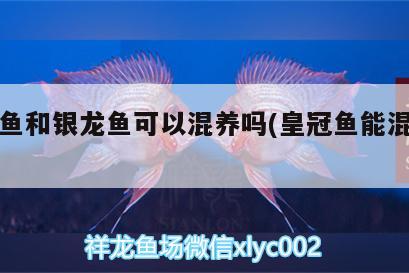 皇冠魚和銀龍魚可以混養(yǎng)嗎(皇冠魚能混養(yǎng)嗎)