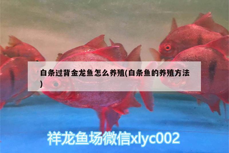 阿里水族館這貓可能有點危險