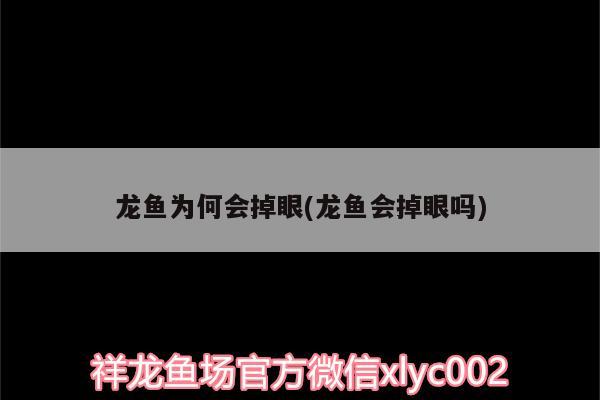 龍魚為何會掉眼(龍魚會掉眼嗎) 泰國虎魚（泰虎）