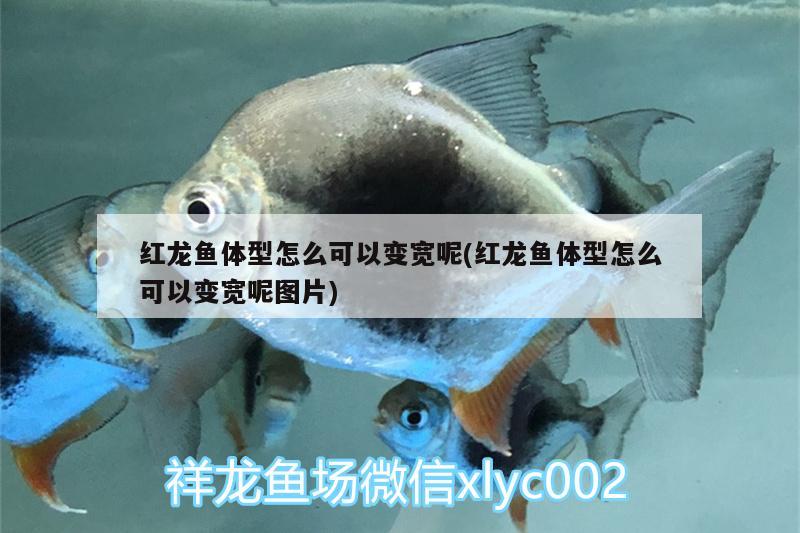 紅龍魚體型怎么可以變寬呢(紅龍魚體型怎么可以變寬呢圖片) 祥龍進口元寶鳳凰魚 第2張