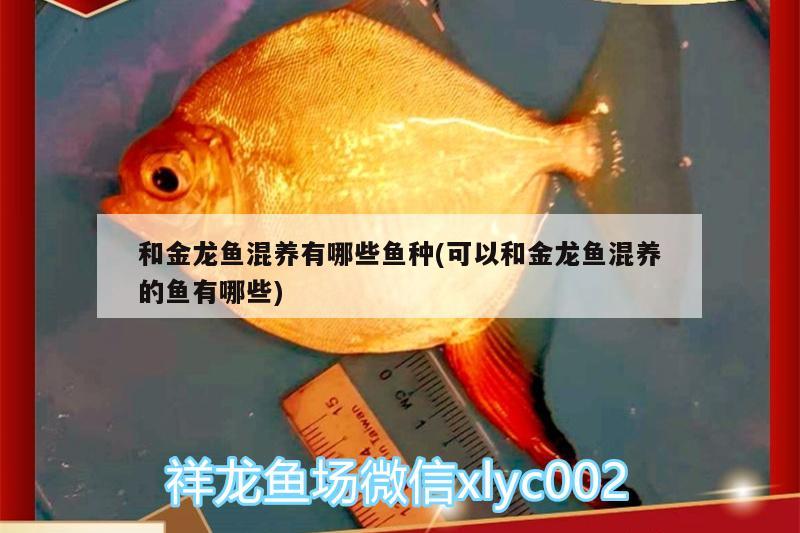 和金龍魚混養(yǎng)有哪些魚種(可以和金龍魚混養(yǎng)的魚有哪些)