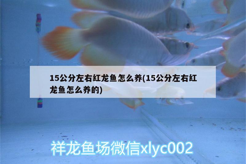 15公分左右紅龍魚怎么養(yǎng)(15公分左右紅龍魚怎么養(yǎng)的) 帝王迷宮魚