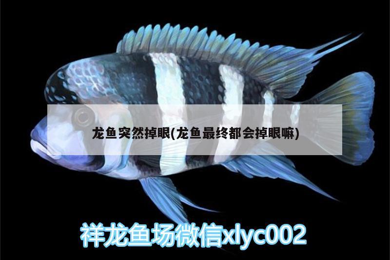 龍魚突然掉眼(龍魚最終都會掉眼嘛) 紅勾銀版魚