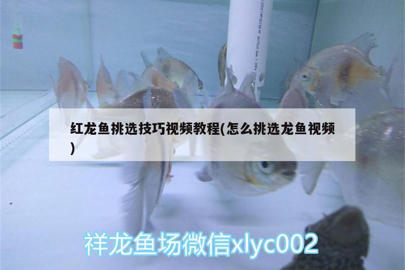 紅龍魚挑選技巧視頻教程(怎么挑選龍魚視頻)