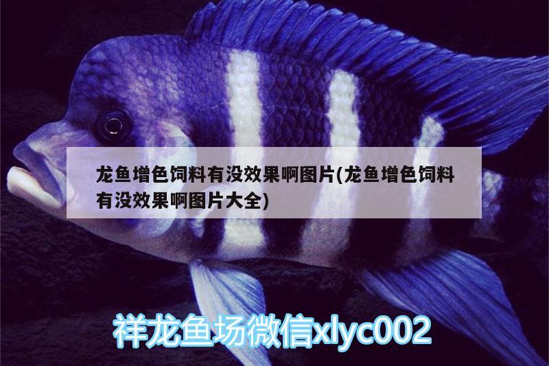 龍魚增色飼料有沒效果啊圖片(龍魚增色飼料有沒效果啊圖片大全) 稀有金龍魚