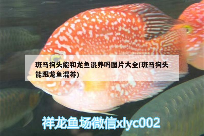 斑馬狗頭能和龍魚(yú)混養(yǎng)嗎圖片大全(斑馬狗頭能跟龍魚(yú)混養(yǎng)) 斑馬狗頭魚(yú)