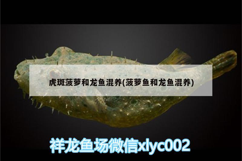 虎斑菠蘿和龍魚混養(yǎng)(菠蘿魚和龍魚混養(yǎng)) 白子銀龍苗（黃化銀龍苗）