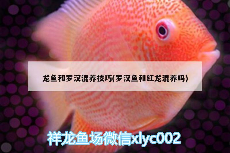 龍魚和羅漢混養(yǎng)技巧(羅漢魚和紅龍混養(yǎng)嗎)