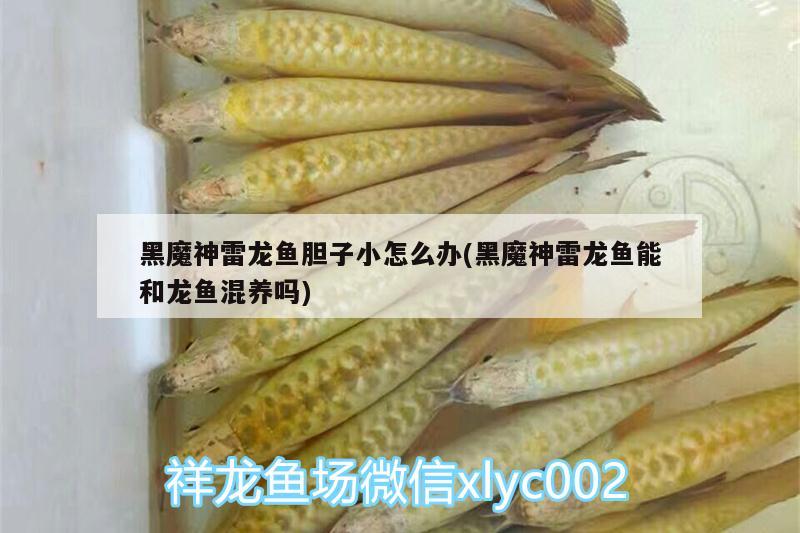 黑魔神雷龍魚(yú)膽子小怎么辦(黑魔神雷龍魚(yú)能和龍魚(yú)混養(yǎng)嗎) 廣州水族器材濾材批發(fā)市場(chǎng)