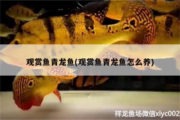 觀賞魚(yú)青龍魚(yú)(觀賞魚(yú)青龍魚(yú)怎么養(yǎng))