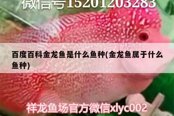 百度百科金龍魚是什么魚種(金龍魚屬于什么魚種) 龍魚百科