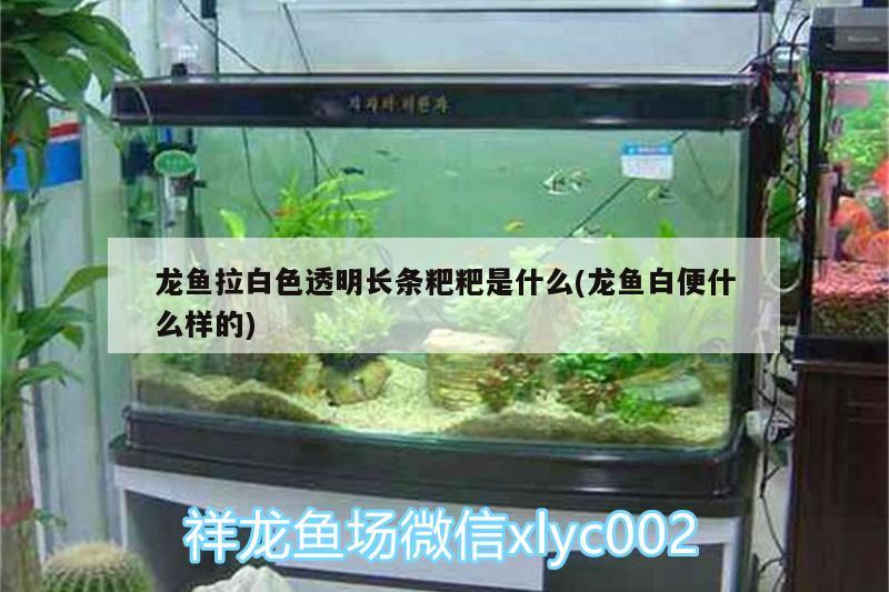 龍魚拉白色透明長條粑粑是什么(龍魚白便什么樣的) 魚缸水泵