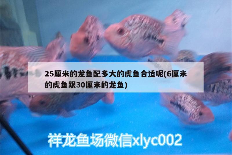 25厘米的龍魚配多大的虎魚合適呢(6厘米的虎魚跟30厘米的龍魚) 虎魚百科