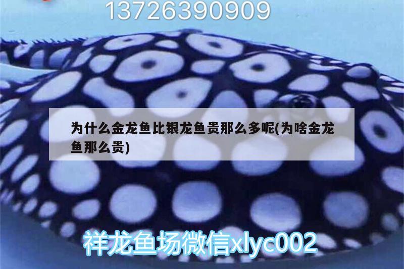 為什么金龍魚比銀龍魚貴那么多呢(為啥金龍魚那么貴) 銀龍魚百科