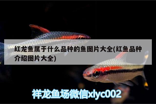 自來水魚缸換水時間多長合適？詳細解析與建議，自來水魚缸換水時間多長合適