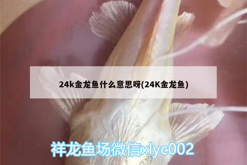 24k金龍魚什么意思呀(24K金龍魚)