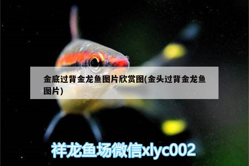 金底過背金龍魚圖片欣賞圖(金頭過背金龍魚圖片) 金龍魚百科