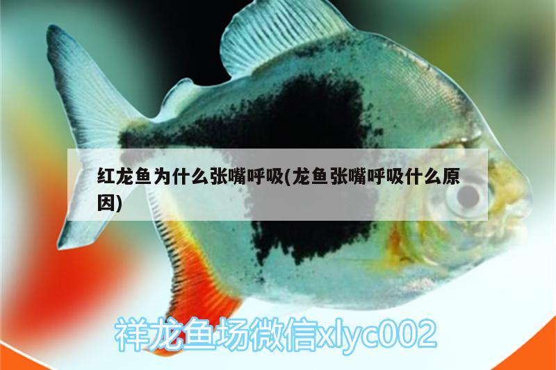 紅龍魚為什么張嘴呼吸(龍魚張嘴呼吸什么原因)