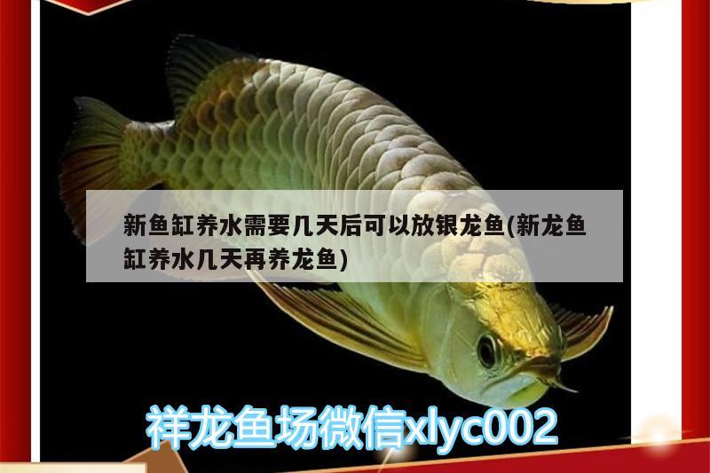 新魚缸養(yǎng)水需要幾天后可以放銀龍魚(新龍魚缸養(yǎng)水幾天再養(yǎng)龍魚) 銀龍魚