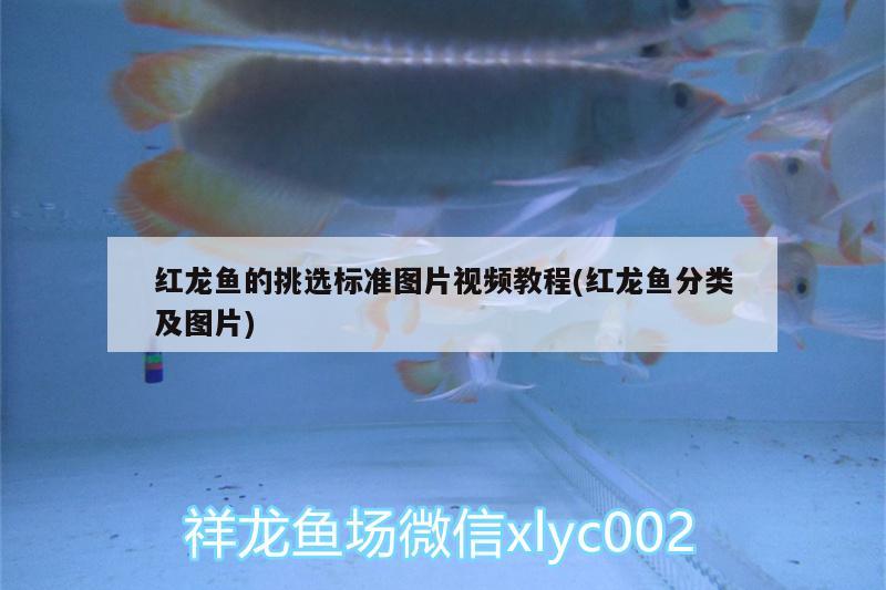 虎鯨捕食海象嗎（鯨魚吃海象） 虎魚百科 第2張