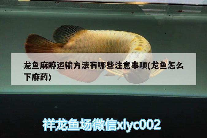 龍魚麻醉運(yùn)輸方法有哪些注意事項(龍魚怎么下麻藥)