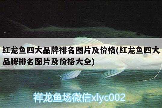 紅龍魚(yú)四大品牌排名圖片及價(jià)格(紅龍魚(yú)四大品牌排名圖片及價(jià)格大全) 過(guò)背金龍魚(yú)