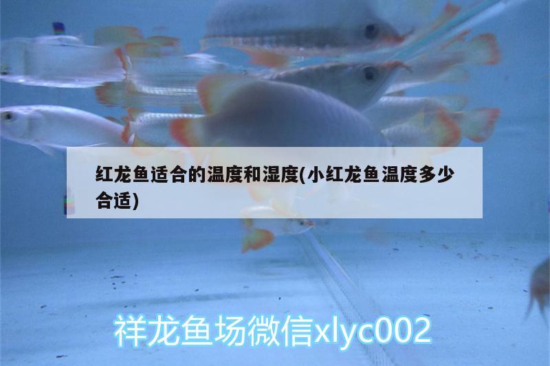 紅龍魚適合的溫度和濕度(小紅龍魚溫度多少合適) 白化火箭魚