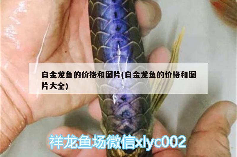 黃金羅漢魚價格及圖片及價格：黃金羅漢果圖片