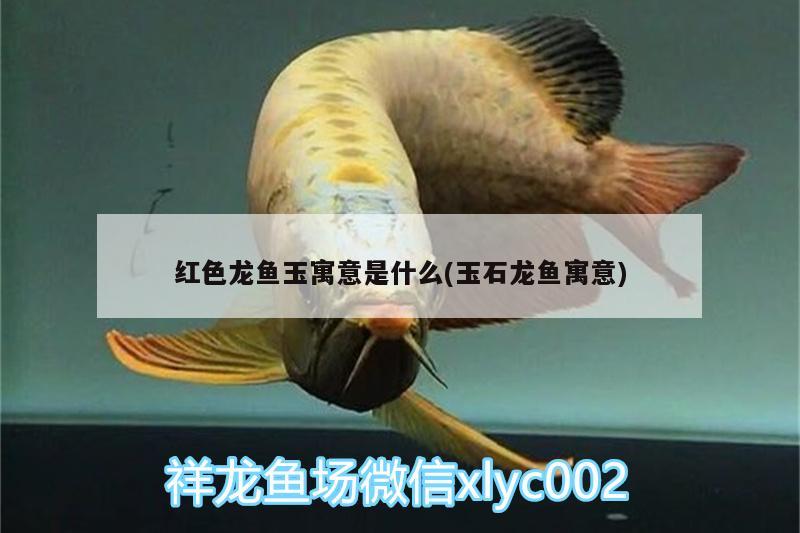 紅色龍魚玉寓意是什么(玉石龍魚寓意)