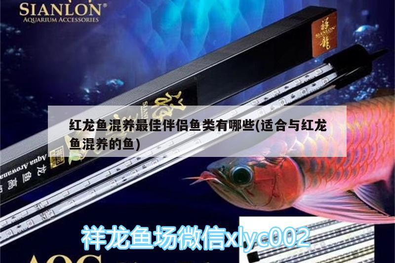 紅龍魚混養(yǎng)最佳伴侶魚類有哪些(適合與紅龍魚混養(yǎng)的魚)