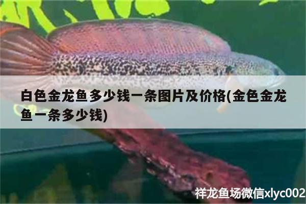 白色金龍魚多少錢一條圖片及價格(金色金龍魚一條多少錢)