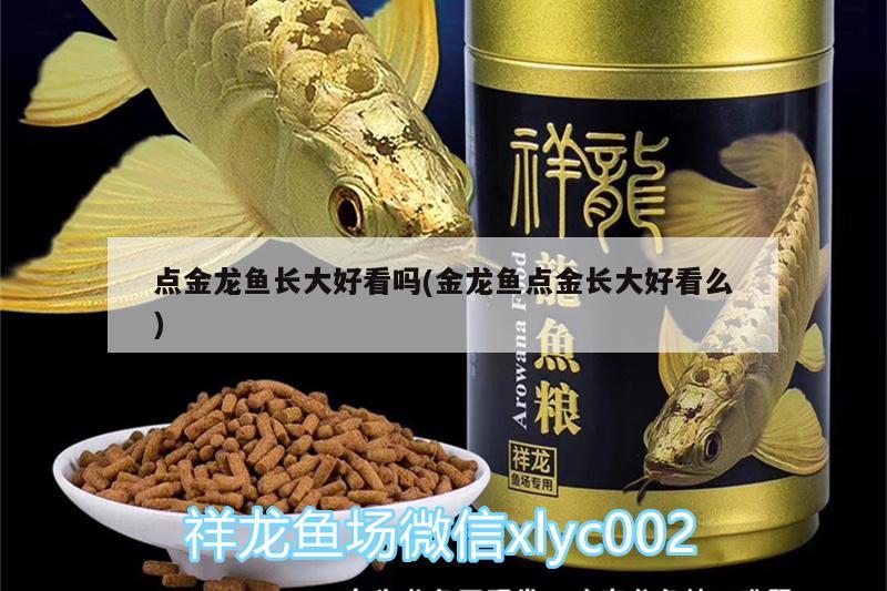 點金龍魚長大好看嗎(金龍魚點金長大好看么)