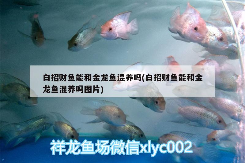 白招財魚能和金龍魚混養(yǎng)嗎(白招財魚能和金龍魚混養(yǎng)嗎圖片)