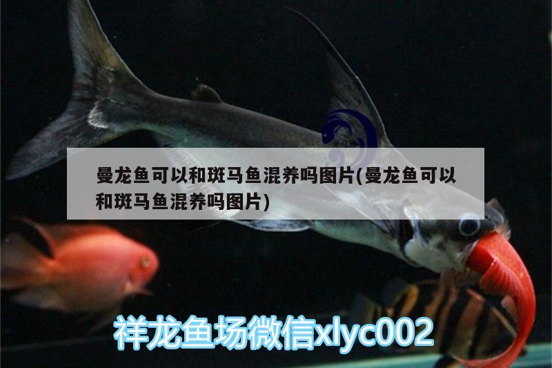 曼龍魚可以和斑馬魚混養(yǎng)嗎圖片(曼龍魚可以和斑馬魚混養(yǎng)嗎圖片) 黑水素